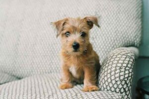 Норфолкский терьер щенок