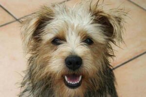 Морда норфолк-терьера