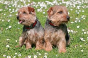 2 щенка норфолк-терьера