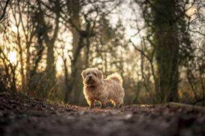 Норфолк-терьер гуляет в лесу