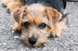 Щенок норфолк-терьера грустит