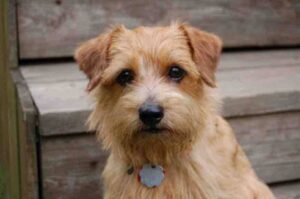 Красивый щенок норфолк-терьера