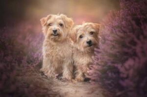 Фотография норфолк-терьеров