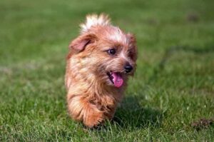 Щенок норфолк-терьера бежит по лужайке