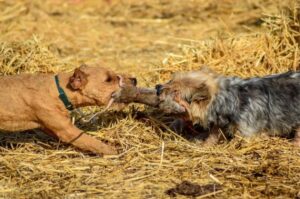 Собаки норфолки поймали крысу