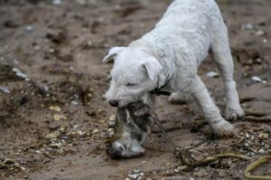 Норфолк поймал крысу