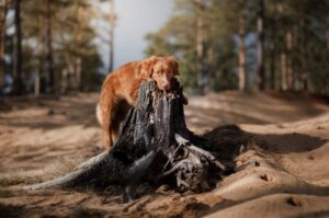 Порода собак новошотландский ретривер