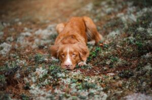 Портрет грустного новошотландского ретривера
