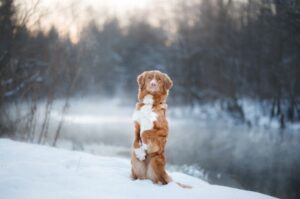 Новошотландский ретривер: зимнее фото