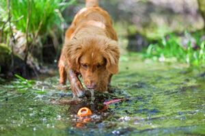 Мокрый новошотландский ретривер