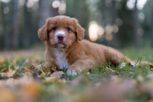 Щеночек новошотландского ретривера