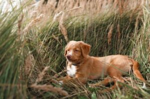 Щенок новошотландского ретривера лежит в высокой траве
