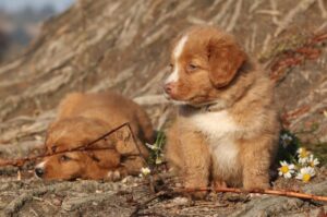 Два щенка новошотландского ретривера