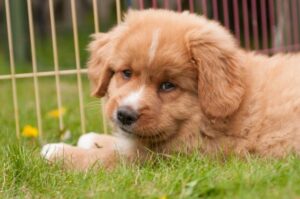 Новошотландский ретривер: щенок