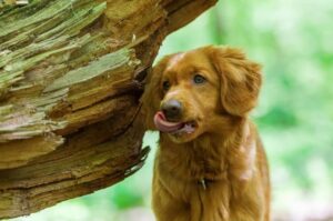 Красивое фото новошотландского ретривера