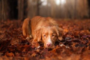 Новошотландский ретривер лежит в осенней листве
