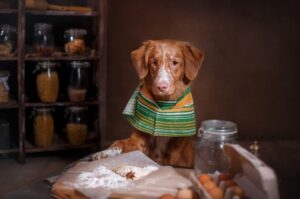 Новошотландский ретривер: фото с едой