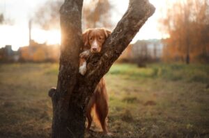 Новошотландский ретривер: фото рядом с деревом