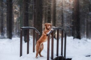 Новошотландский ретривер стоит на задних лапах