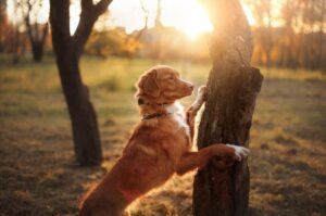 Новошотландский ретривер: фото на закате