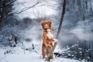Новошотландский ретривер и зимний пейзаж