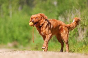 Молодой новошотландский ретривер