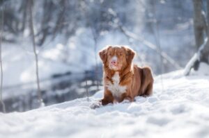Новошотландский ретривер на снегу