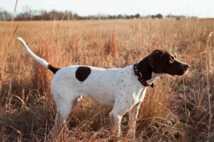 Английский пойнтер: фото в поле