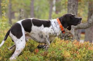 Порода собак английский пойнтер