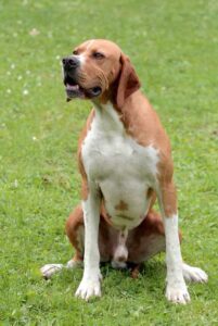 Собака породы английский пойнтер