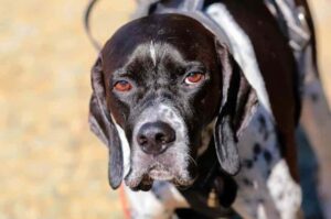 Английский пойнтер фото