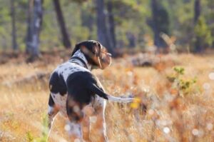 Английский пойнтер фото