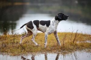 Английский пойнтер охотится