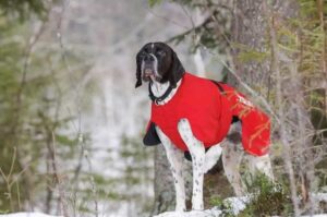 Английский пойнтер зимнее фото