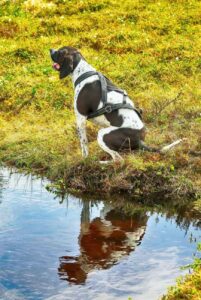 Английский пойнтер как охотник