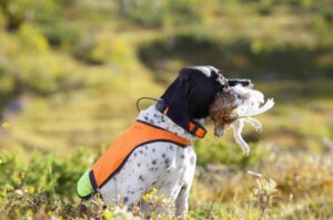 Английский пойнтер поймал добычу