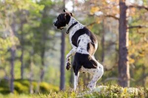 Английский пойнтер резвится в лесу