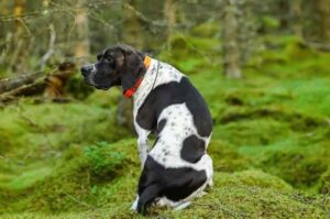 Порода собаки пойнтер