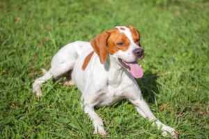 Английский пойнтер на траве