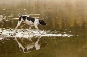 Охотничий пойнтер