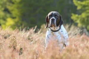 Порода английский пойнтер