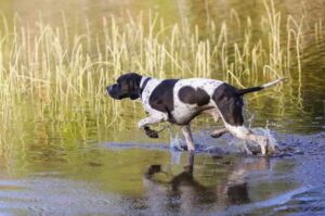 Английский пойнтер в работе