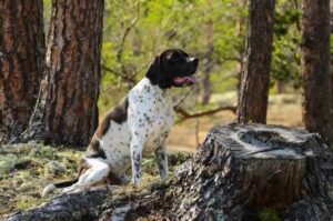 Красивый английский пойнтер в лесу