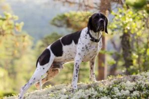 Собака породы пойнтер: фото