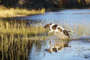 Бегущий пойнтер