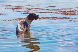 Сосредоточенный английский пойнтер стоит в реке