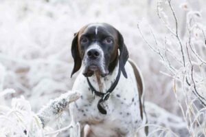 Английский пойнтер стандарт породы