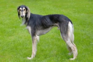 Персидская борзая (салюки)