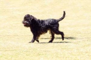 Фото аффенпинчера Аффенпинчер на прогулке