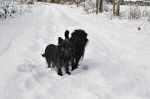 Два аффенпинчера в зимнем лесу Аффенпинчеры в зимнем лесу